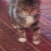 Home Owner wanting sitter in , Victoria