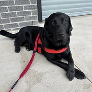 Home Owner wanting sitter in Melbourne, Victoria