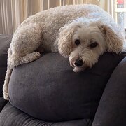 Home Owner wanting sitter in Perth,WA, Western Australia