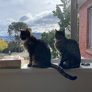 Home Owner wanting sitter in Hobart, Tasmania