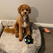 Home Owner wanting sitter in Port macquarie, New South Wales