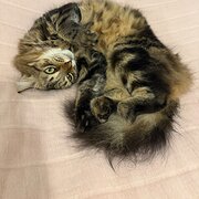 Home Owner wanting sitter in Sydney , New South Wales