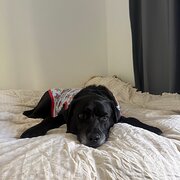Home Owner wanting sitter in , Western Australia