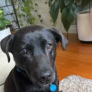 Home Owner wanting sitter in Melbourne , Victoria