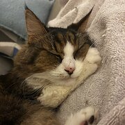 Home Owner wanting sitter in Melbourne, Victoria