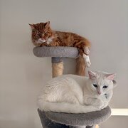 Home Owner wanting sitter in , Victoria