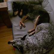 Home Owner wanting sitter in Penrith, New South Wales