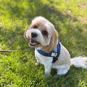 Home Owner wanting sitter in , New South Wales