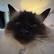 Home Owner wanting sitter in Melbourne, Victoria
