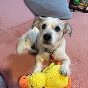 Home Owner wanting sitter in Perth, Western Australia