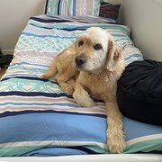 Home Owner wanting sitter in , New South Wales