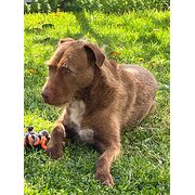 Home Owner wanting sitter in , Victoria