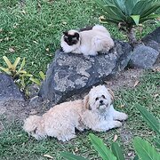 Home Owner wanting sitter in MOOLOOLAH VALLEY, Queensland