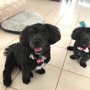 Home Owner wanting sitter in Mandurah , Western Australia