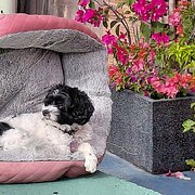 Home Owner wanting sitter in COFFS HARBOUR, New South Wales