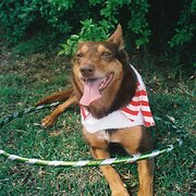 Home Owner wanting sitter in , Victoria