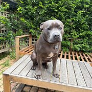 Home Owner wanting sitter in , New South Wales