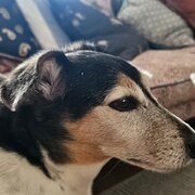 Home Owner wanting sitter in Chermside, Queensland