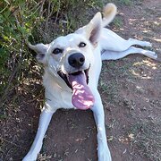 Home Owner wanting sitter in , New South Wales