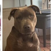 Home Owner wanting sitter in , Western Australia