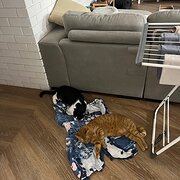 Home Owner wanting sitter in , Queensland