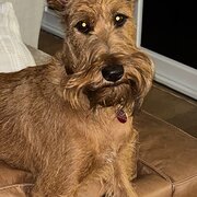 Home Owner wanting sitter in Perth, Western Australia