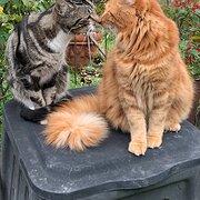 Home Owner wanting sitter in Melbourne , Victoria