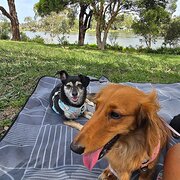 Home Owner wanting sitter in Melbourne, Victoria
