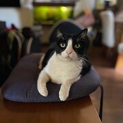 Home Owner wanting sitter in Melbourne, Victoria