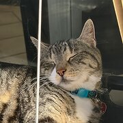 Home Owner wanting sitter in , New South Wales
