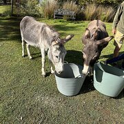 Home Owner wanting sitter in Hobart, Tasmania