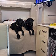 Home Owner wanting sitter in Bendigo, Victoria