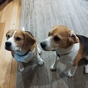 Home Owner wanting sitter in Littlehampton, South Australia