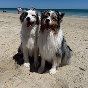 Home Owner wanting sitter in Perth, Western Australia