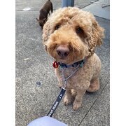 Home Owner wanting sitter in Perth, Western Australia