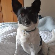 Home Owner wanting sitter in , Victoria