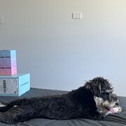 Home Owner wanting sitter in Bunbury , Western Australia