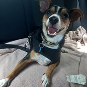 Home Owner wanting sitter in NAMBOUR, Queensland