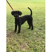 Home Owner wanting sitter in Brisbane, Queensland