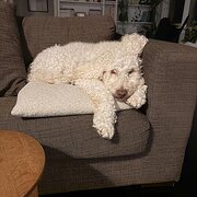 Home Owner wanting sitter in wollongong, New South Wales