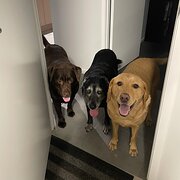 Home Owner wanting sitter in , Queensland