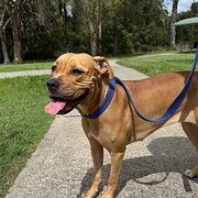 Home Owner wanting sitter in , Queensland
