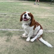 Home Owner wanting sitter in Brisbane , Queensland