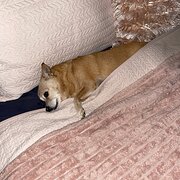 Home Owner wanting sitter in , Queensland