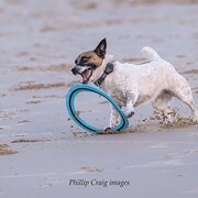 Home Owner wanting sitter in Newcastle, New South Wales