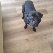Home Owner wanting sitter in TWEED HEADS SOUTH, New South Wales