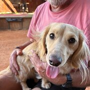 Home Owner wanting sitter in Wonthaggi, Victoria