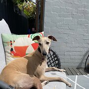 Home Owner wanting sitter in Melbourne, Victoria