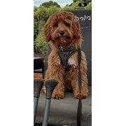 Home Owner wanting sitter in , Victoria