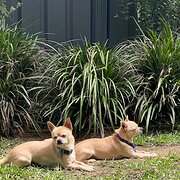 Home Owner wanting sitter in , New South Wales